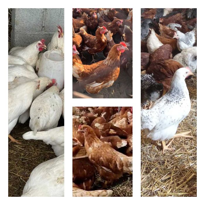 Продам кури несушки! Доставка безкоштовна. Краснопілля!