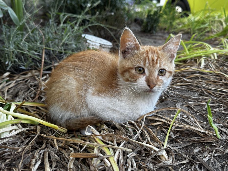 Віддам кошенят, безкоштовно