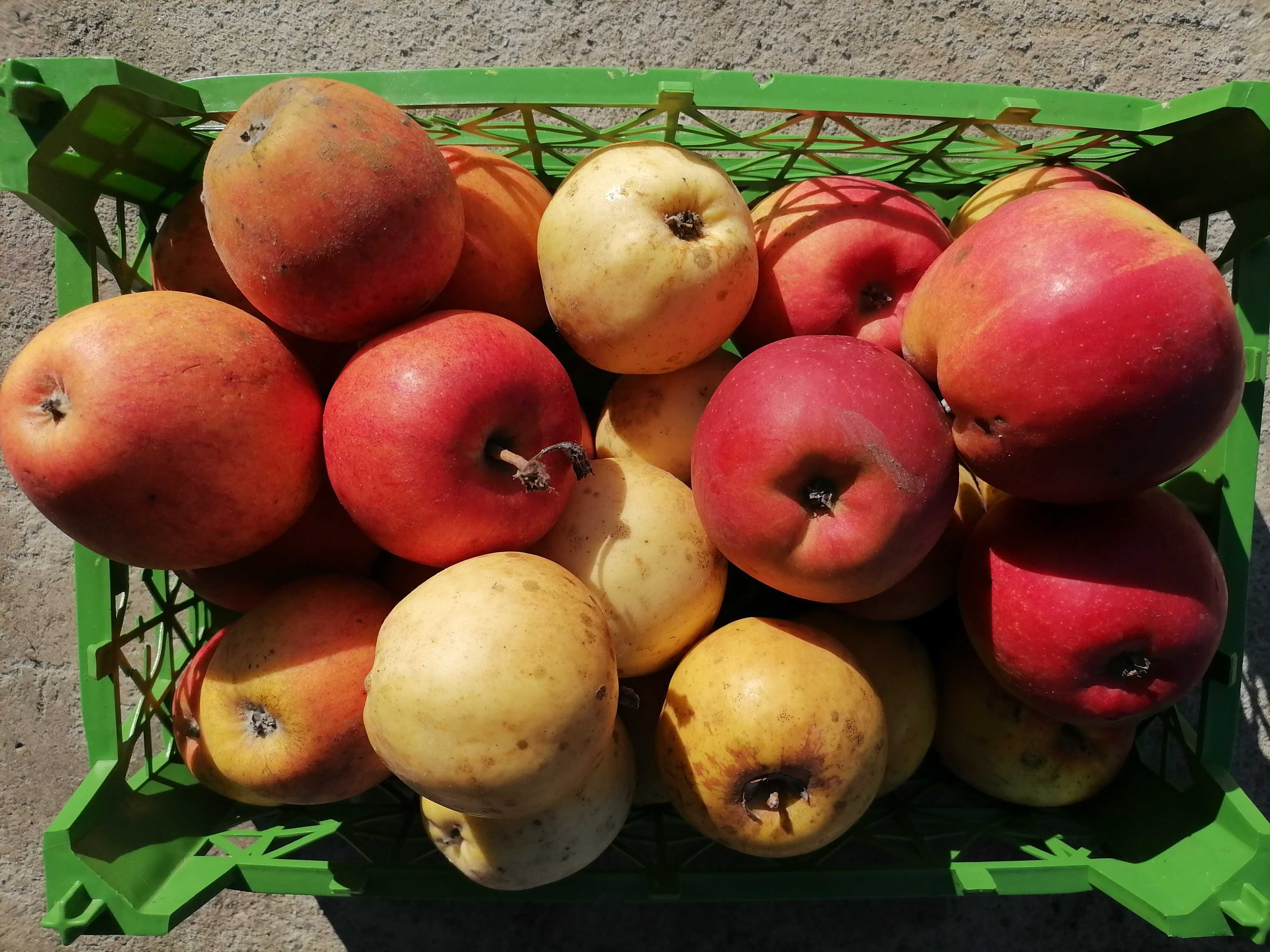 Продам домашні яблука: 6 грн. - Продукты питания / напитки Гоща на Olx