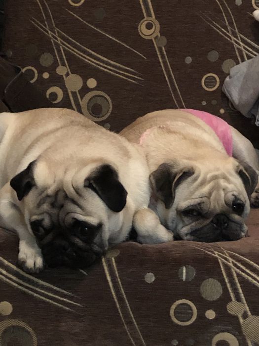 Вʼязка мопс. Щенята