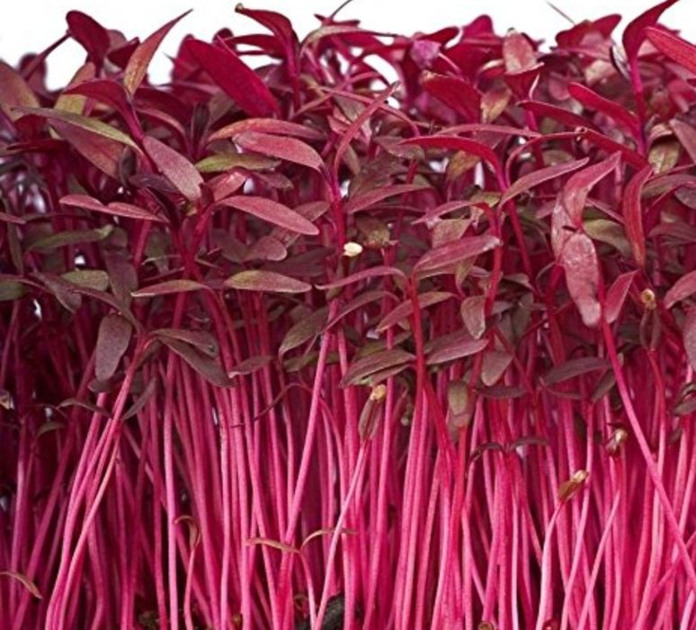 Sementes microgreens