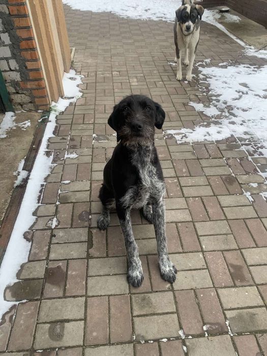 Віддам собачку  в добрі руки