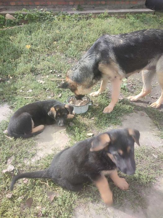 Цуценята німецької вівчарки