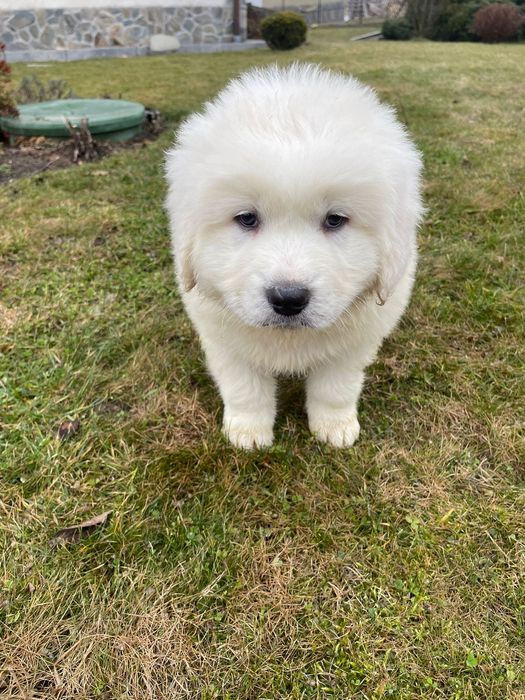 owczarek podhalański szczeniak