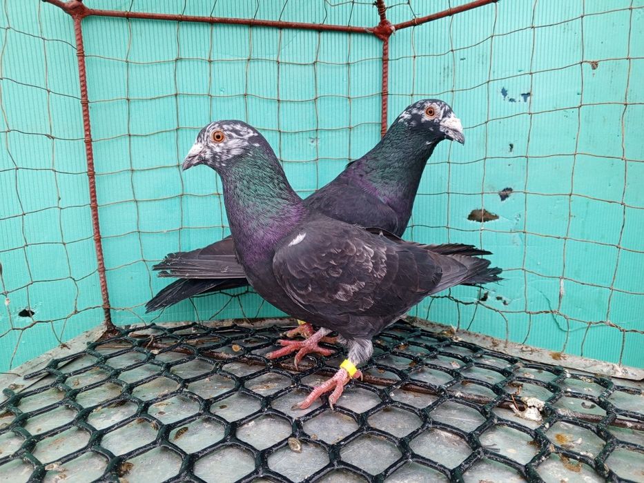 Mulemans Mulemansy para ptaki gołębie ozdobne