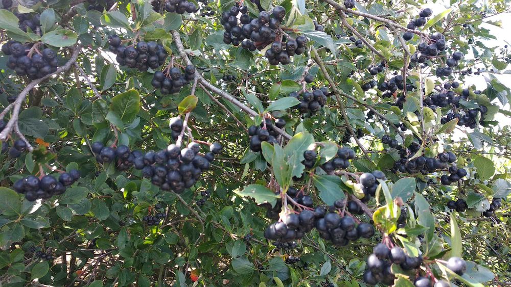 Aronia z rodzinnego sadu - naturalna i ręcznie zbierana