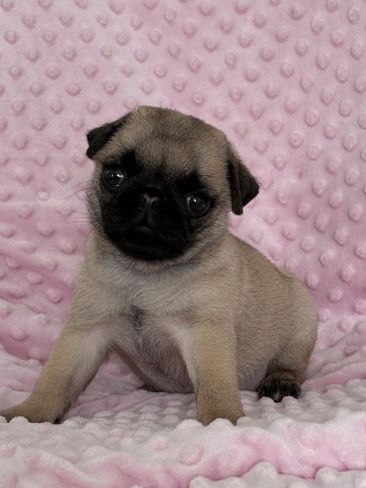 Бомбезні мопсики