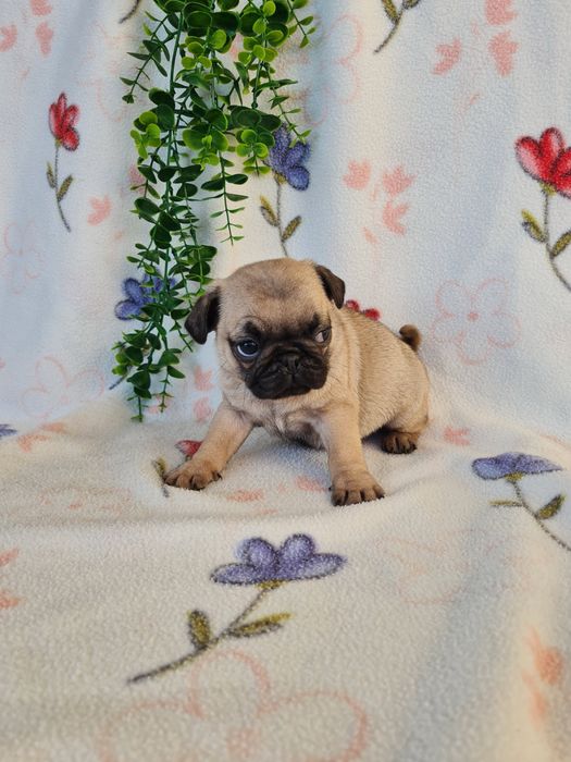 Excelente Pug Carlin beje de Qualidade