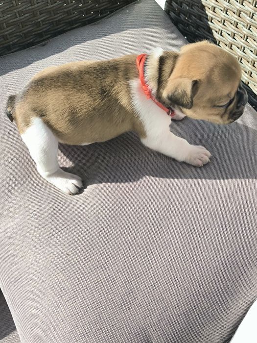 Buldogue Francês Red Pied Fawn - Macho