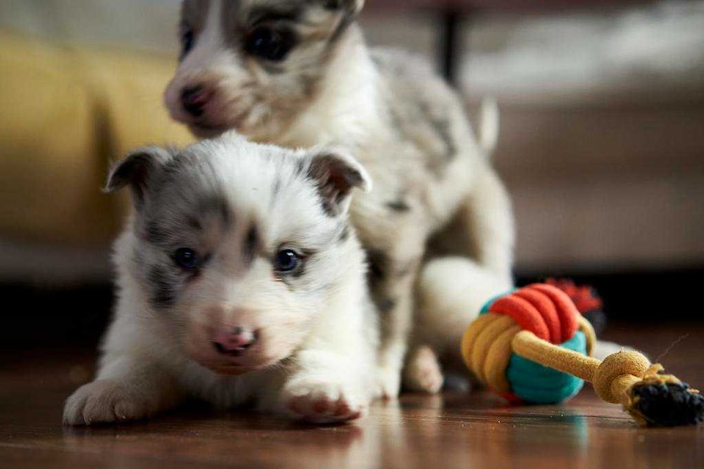 Uroczy szczeniak Border Collie seal merle- Kodi.