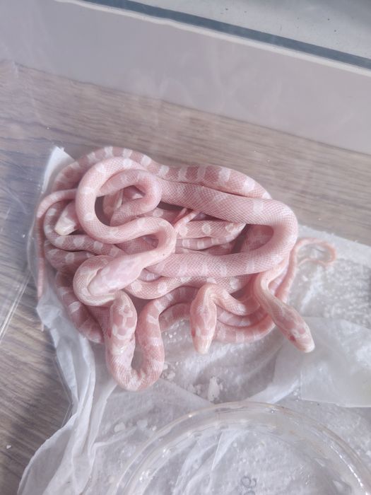 Wąż zbożowy ostani młody