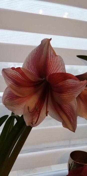 Сіянці амариліса Gervase * Dancing Queen . 1 рік 2 місяці