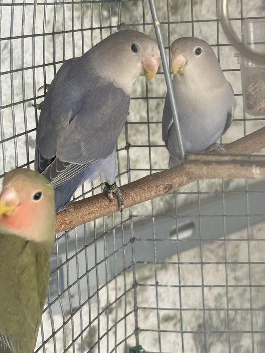 5 Agapornis linhagem long