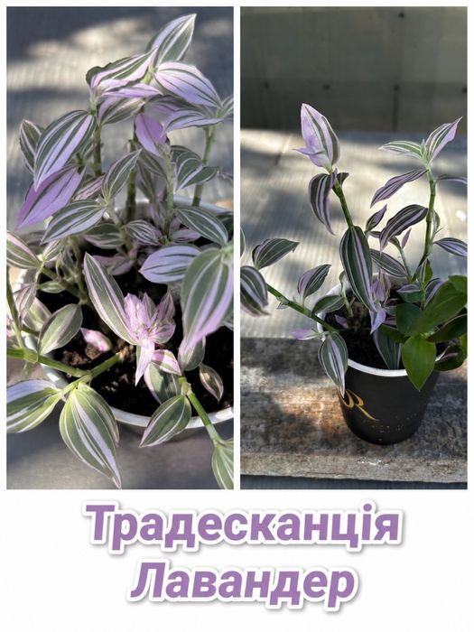 Традесканціі  та колізія