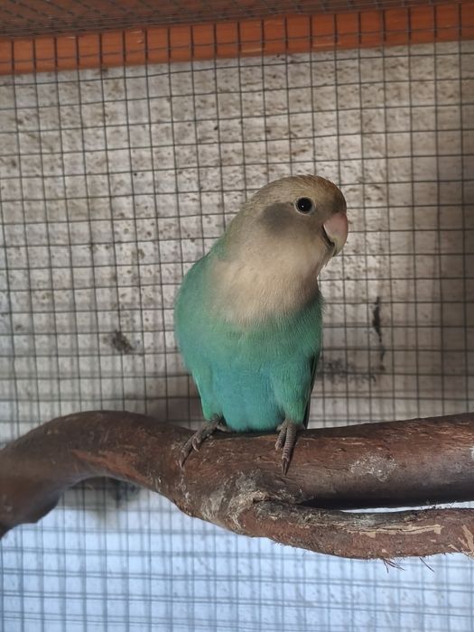 Roseicollis verde ancestral opalinos