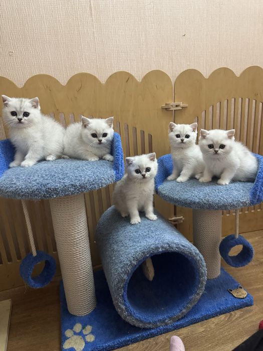 Сріблясті шиншиллові хлопчики