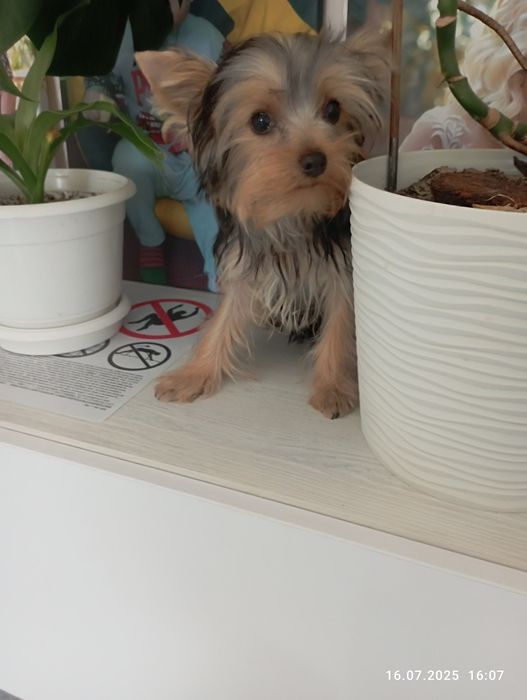 Дітки чекають на нову родину