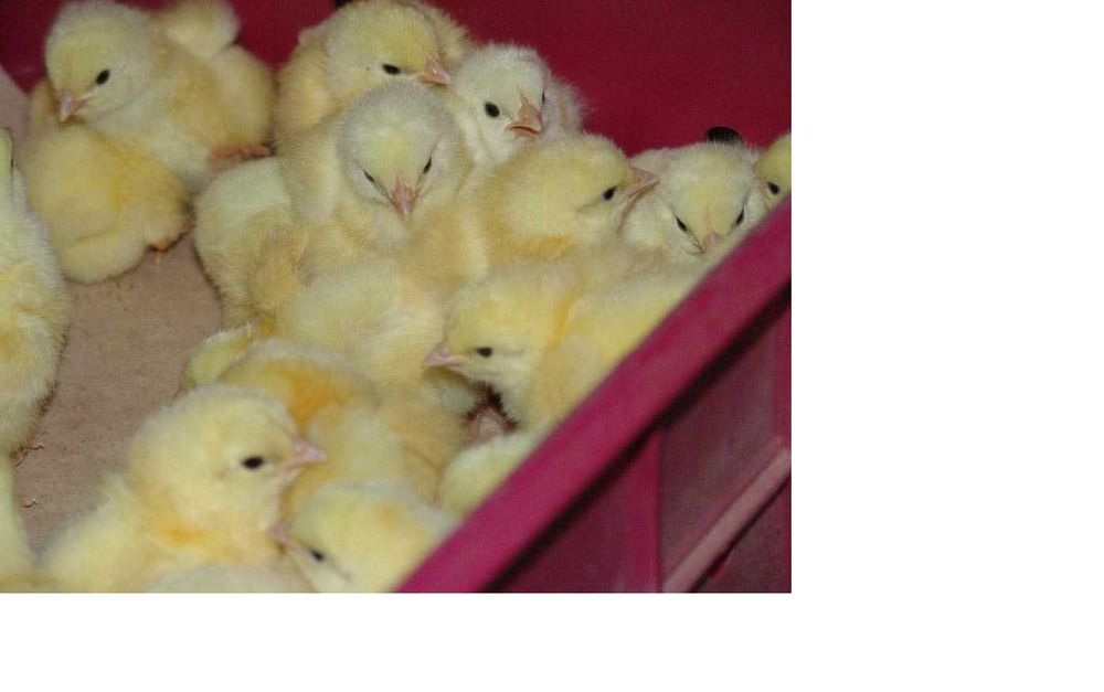 Бройлери добові .Якісний молодняк з Польщі- кожного тижня .від 200 шт.