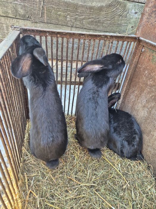 Продаж велик Чорних кроликів