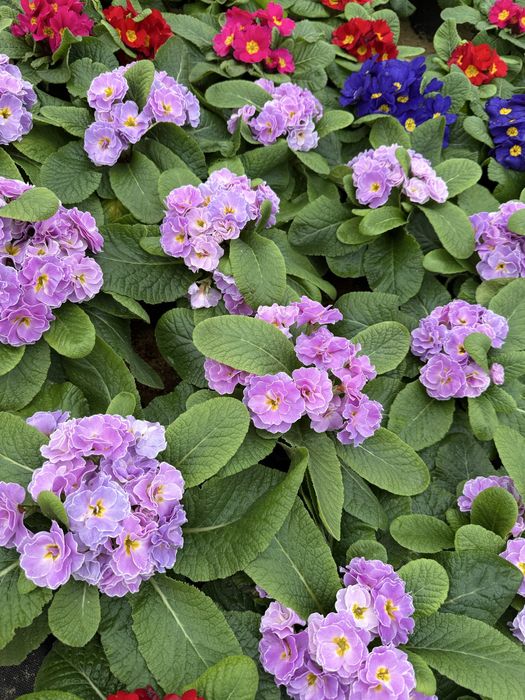 Продам оптом квіти: цикламен, примула звичайна і примула махрова