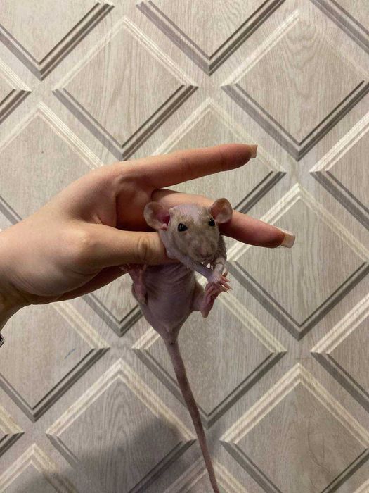 Крыса, крыска милая, крысеныш, ласковый грызун