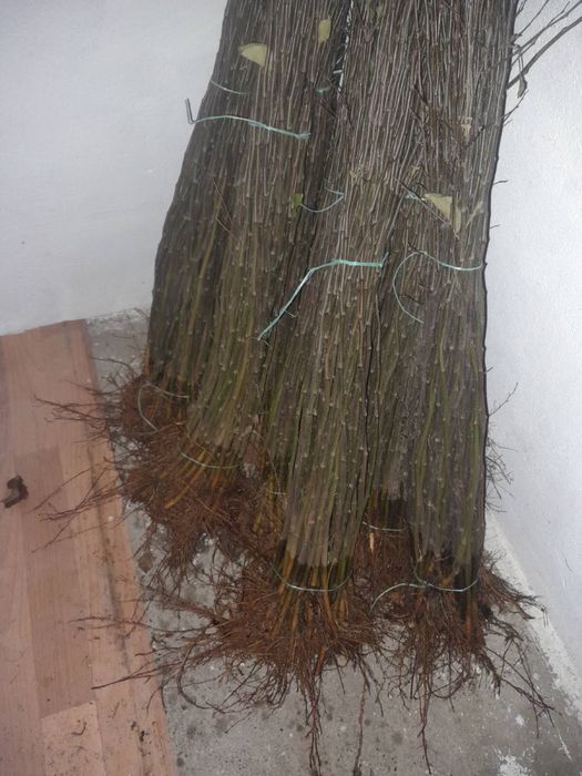 Підщепа «айва ЕМН», best 3 - для персика, «Колт» - на окулювання