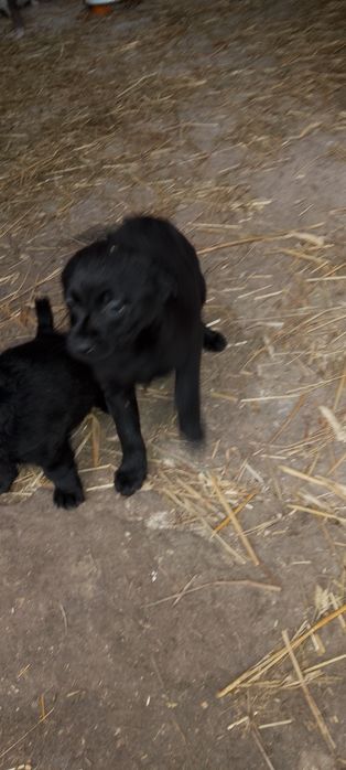 Oddam za darmo szczeniaki pieski