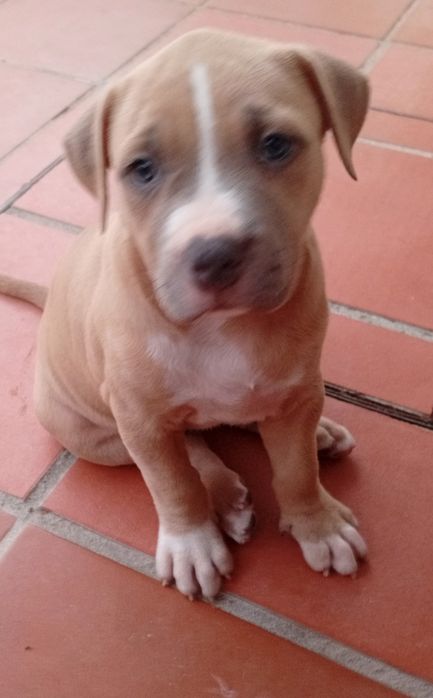 American Staffordshire Terrier