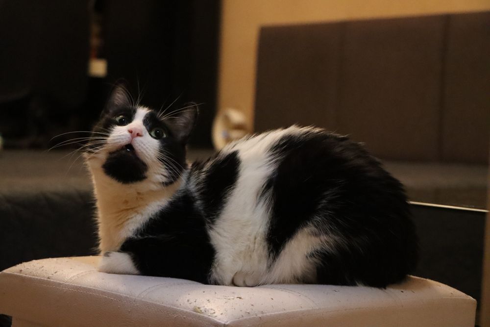 Cudowny kocurek szuka domu