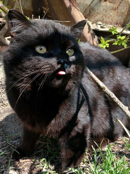 Отдам чёрного кота, метис шотландца, 2 года