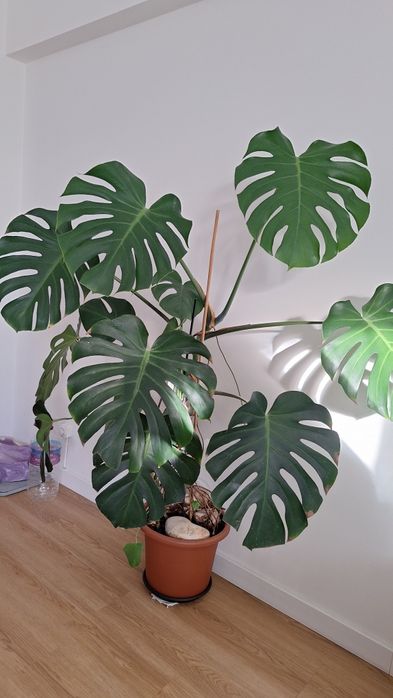 Planta monstera grande
