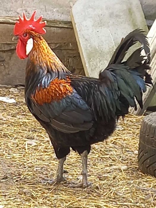 Продам  курей інкубаційні яйця домашніх Великих курей