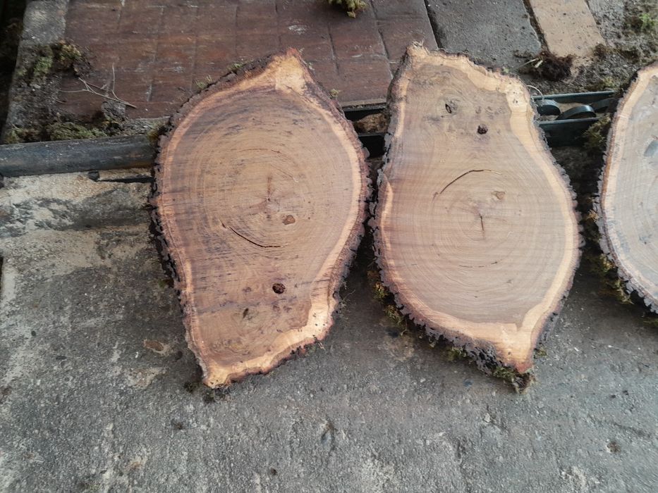 Rodelas de carvalho nacional