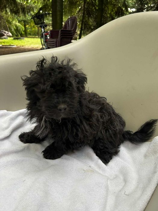 Husar piesek rasy Rosyjska Bolonka Kolorowa