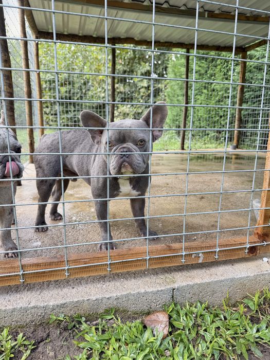 Bull dog Frances