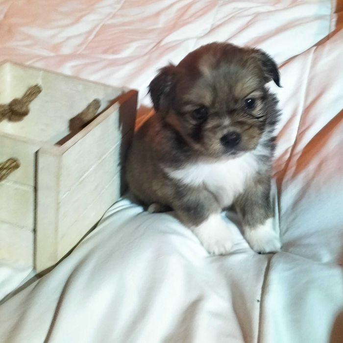 Pequenez fêmea linda