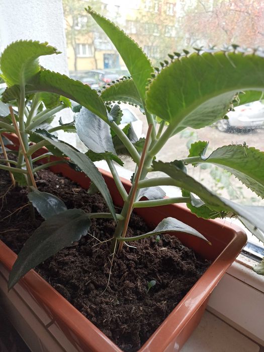 Кiełki kalanchoe. Kalanchoe daigremontiana