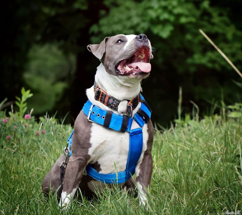 Burbon - amstaff szuka odpowiedniego domu