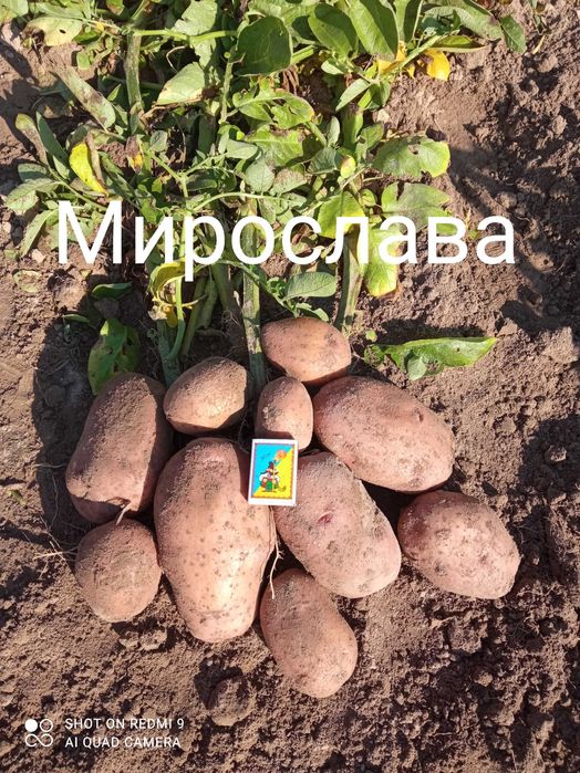 Високоякісна картопля з півночі Сумщини.