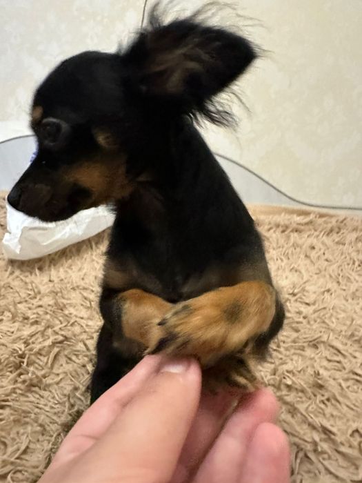 Продам цуценя той терьєра