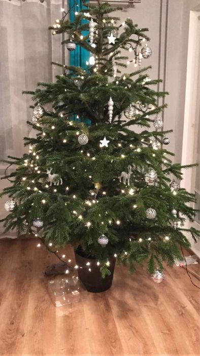 Choinki z dostawa poznan i okolice detal,hurt