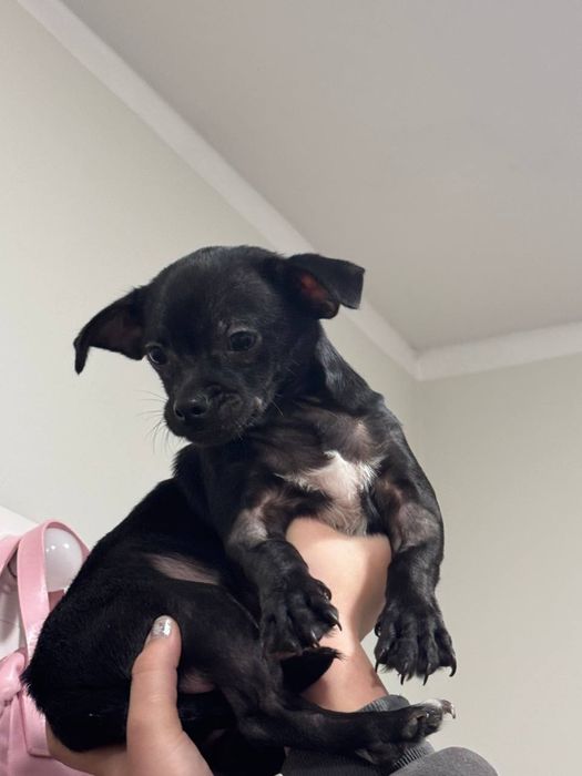 Цуценята чіхуахуа