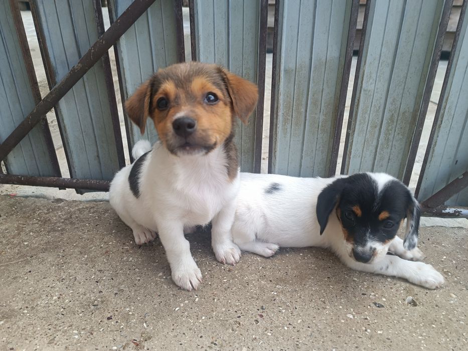 Мальчик и девочка привиты Одесса