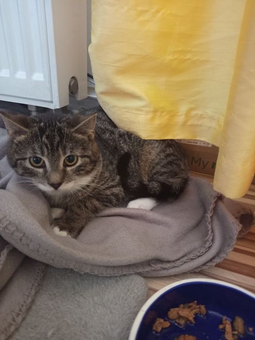 Mała kotka szuka domu niewychodzącego