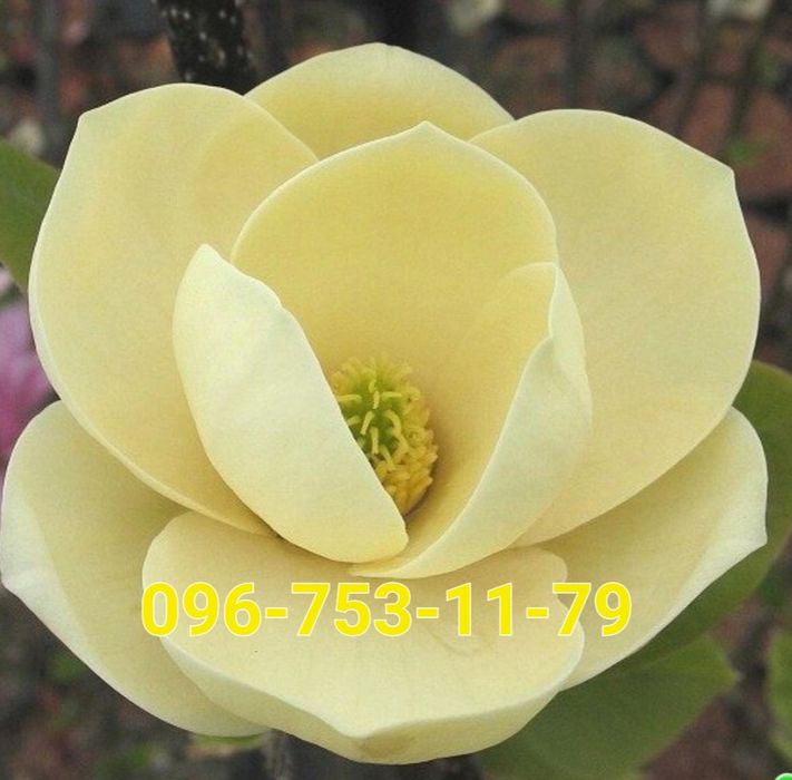 МАГНОЛІЯ Суланжа Елізабет Фелікс Альба Клеопатра Блек Тюліп Джені Бетті Сенсація Корал лайк