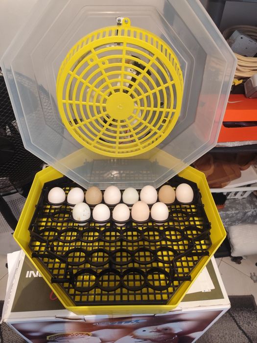 Chocadeira semi-automática