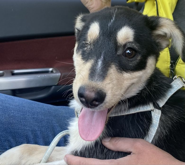 Цуцик шукае люблячу родину