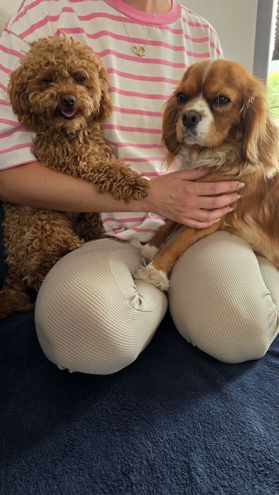 Cavapoo suczka Hodowla Issa OSPiKR - badania rodziców