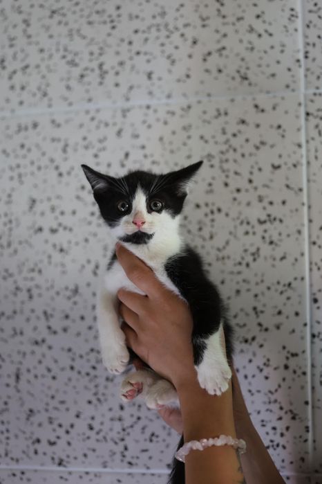 Do adopcji kocięta