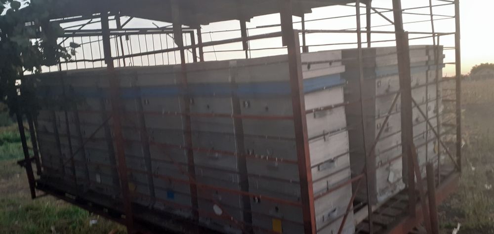 Бжолопавільйон на ходу.